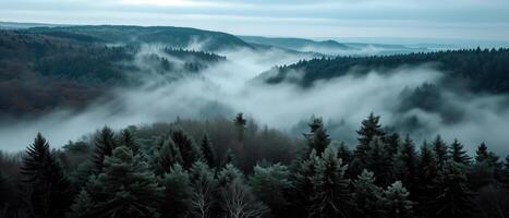 ai gegenereerd landschap foto van Spar nevelig Woud met mist. natuurlijk esthetisch visie voor milieu bewustzijn.