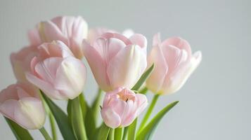 ai gegenereerd licht roze tulp boeket Aan een duidelijk achtergrond schot met zacht licht en een Ondiep diepte van veld- foto