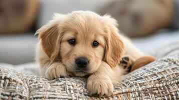 ai gegenereerd baby hond gouden retriever puppy foto