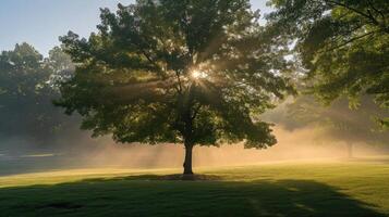 ai gegenereerd park boom in de ochtend- foto