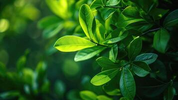 ai gegenereerd natuur van groen blad in tuin Bij zomer. natuurlijk groen bladeren planten gebruik makend van net zo voorjaar achtergrond foto