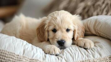 ai gegenereerd baby hond gouden retriever puppy foto