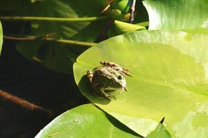 weinig groen kikker Aan de blad in de meer foto