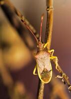 bedwants, gonocerus acuteangulatus, typisch hemiptera van de med foto