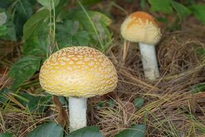 aminita muscaria champignons groeit wild onder pijnboom bomen foto