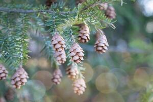 macro detailopname van een dennenappel Aan een oostelijk hemlock boom foto