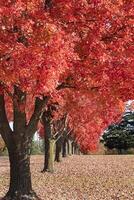 lijn van rood esdoorn- bomen met helder rood bladeren in vallen foto