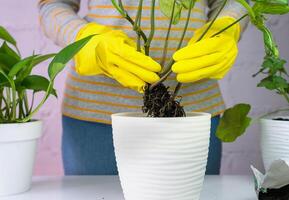 vrouw in geel handschoenen Holding een zaailing van syngonium in zijn handen. verplanten huis fabriek in de pot. detailopname. selectief focus. foto