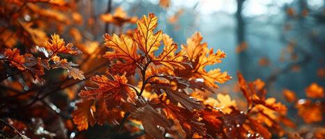 ai gegenereerd herfst bladeren gloed in de zacht gouden licht van de instelling zon foto