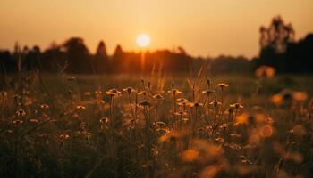 ai gegenereerd zonsondergang over- een weide, natuur schoonheid in een zomer landschap gegenereerd door ai foto