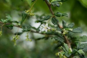 eukien thee bloem foto