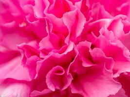 close-up van roze bloem. foto
