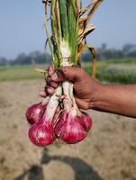 boer hand- Holding rood ui in de veld- platteland van Bangladesh foto