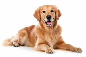 ai gegenereerd gouden retriever clip art foto