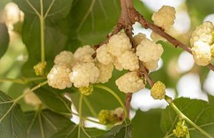 moerbei fruit, welke toenemen in centraal Azië, zijn zoet eetbaar fruit, de rijpen seizoen van welke valt in half april. foto