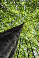 kronen van beuken bomen met bladeren foto