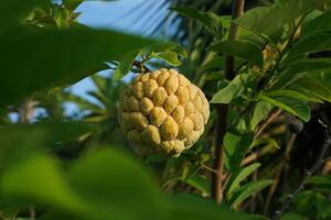 srikaya of suiker appel fruit is een type van fruit afkomstig van de west Indië. srikaya fruit bomen kan toenemen overal, hun huid vormen Leuk vinden groen balans foto