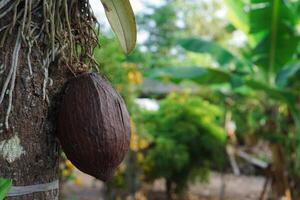 rijp en onrijp cacao fruit hangende van de cacao boom. foto