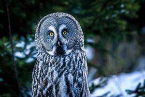 dichtbij omhoog van uil neergestreken Aan boom Afdeling foto