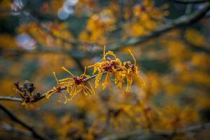 detailopname en selectief focus schot van bloeiend hamamelis tussenpersoon of hybride heks hazelaar foto