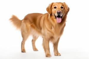 ai gegenereerd gouden retriever clip art foto