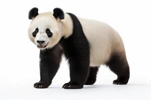 ai gegenereerd panda beer clip art foto