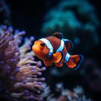 ai gegenereerd een clown vis zwemmen in een aquarium foto