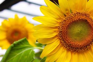 zonnebloemen met een mooi rooskleurig geel kleur foto