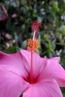 dichtbij omhoog van een roze hibiscus bloem foto