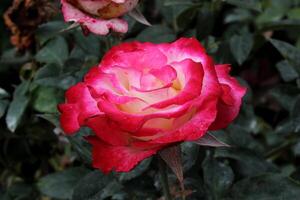 roze roos in de tuin, mooi roos bloem foto