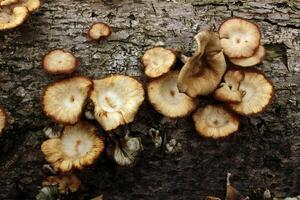 champignons Aan de dood boom log foto