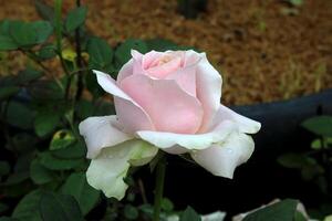 roze roos in de tuin, mooi roos bloem foto