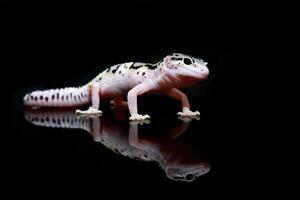 een schattig gezicht luipaard gekko foto