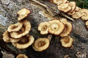 champignons Aan de dood boom log foto