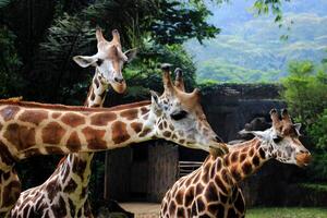 groot mam giraffe en haar baby giraffe foto