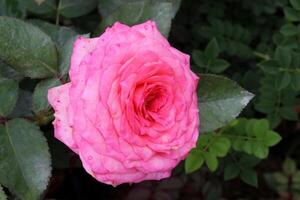 roze roos in de tuin, mooi roos bloem foto