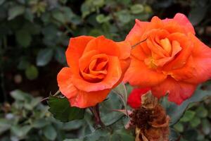mooi oranje roos, roos bloem foto