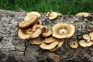 champignons Aan de dood boom log foto