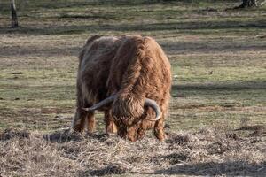 bruin hoogland vee begrazing in de winter zon foto