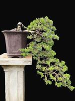 bonsai boom in een decoratief pot foto