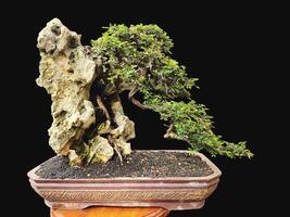 bonsai boom in een decoratief pot foto