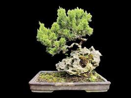 bonsai boom in een decoratief pot foto