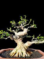 bonsai boom in een decoratief pot foto