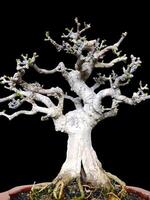 bonsai boom in een decoratief pot foto