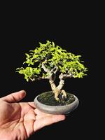 bonsai boom in een decoratief pot foto