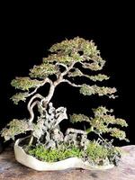 bonsai boom in een decoratief pot foto