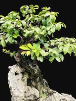 bonsai boom in een decoratief pot foto