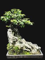 bonsai boom in een decoratief pot foto