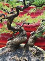 bonsai boom in een decoratief pot foto