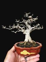 bonsai boom in een decoratief pot foto